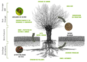 image schemaagroforesterieservices.png (0.6MB)
Lien vers: http://www.agroforesterie.fr/definition-agroforesterie.php