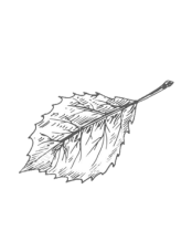 feuilleecologie