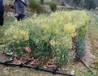 CivamDuGard82_img34.jpg