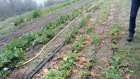 CivamDuGard85_img53.jpg