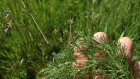 FenouilSauvage_dsc_0056.jpg