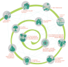 image agroecologiedefinitionschema.png (0.1MB)
Lien vers: ?AgroEcologie