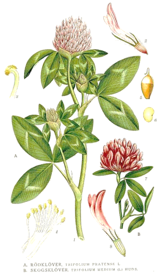 trefleblanc