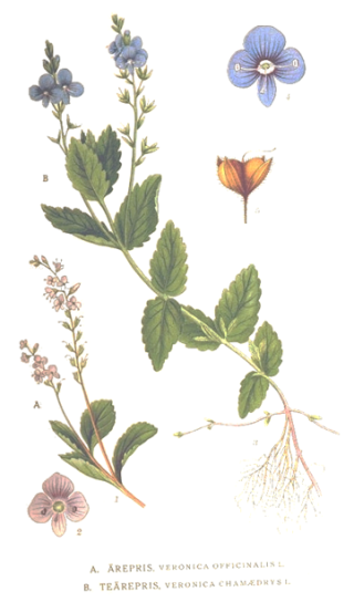vronique