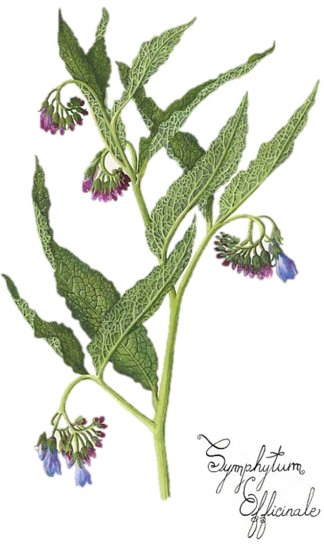 consoude3
Lien vers: http://naturealpha.skyrock.com/3237476185-Consoude-officinale.html