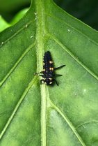 image coccinellejpeg.jpg (0.1MB)