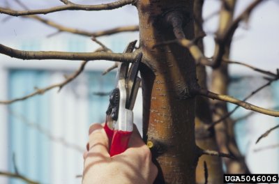 image figure24.jpg (0.2MB)