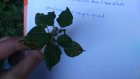 ParietairE_dsc_0064.jpg