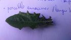 PorcelleEnracineeLangueDeBrebis_dsc_0036.jpg
