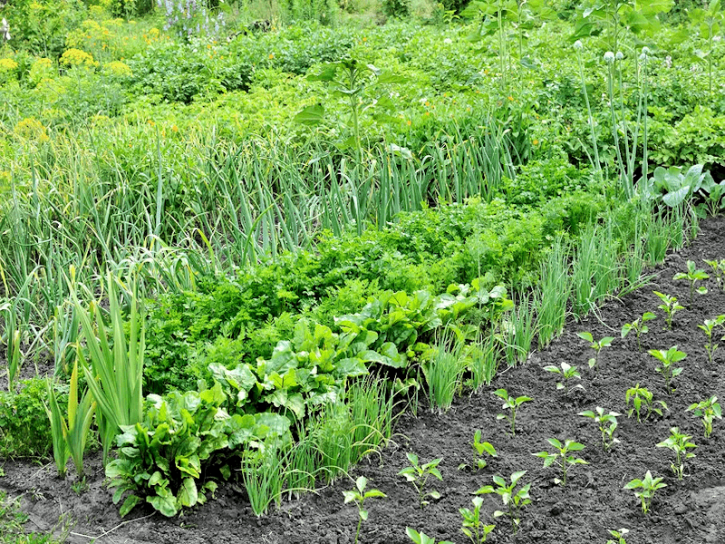 image Associationsdupotager.png (0.4MB)