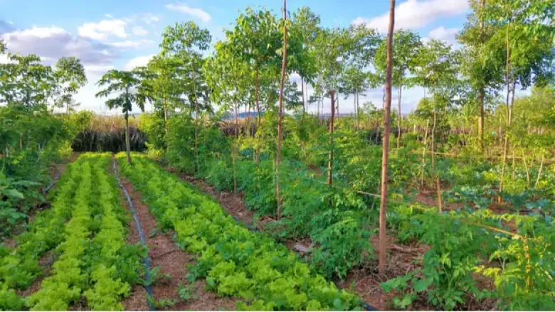 image agroforesterieetlegumes_shutterstock_1245506659_.jpg.webp (58.1kB)