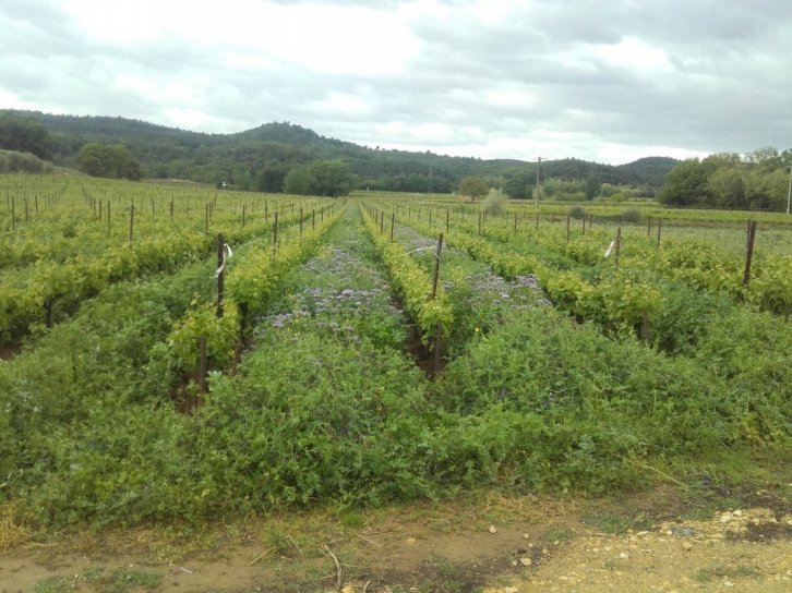 image couvert_en_vigne_.jpg (0.2MB)
