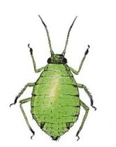 pucerondessin