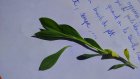 SilenE_dsc_0053.jpg