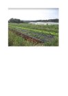 SyntheseDeLaTypologieDesFermesMaraicheres_microferme_agribio_page-0001.jpg