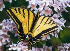 TestDePhoto_papillon.jpg
