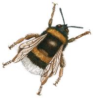 bourdon
Lien vers: http://www.terrevivante.org/240-insectes-auxiliaires-les-allies-du-jardinier.htm