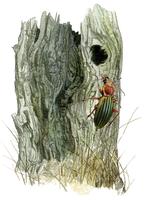 carabe
Lien vers: http://www.terrevivante.org/240-insectes-auxiliaires-les-allies-du-jardinier.htm