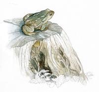 crapaud
Lien vers: http://www.terrevivante.org/64-la