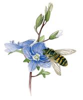 syrphe
Lien vers: http://www.terrevivante.org/240-insectes-auxiliaires-les-allies-du-jardinier.htm