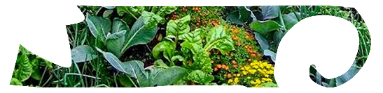 image bioi.png (0.1MB)
Lien vers: http://ecoloverdiere.fr/associations-de-culture/