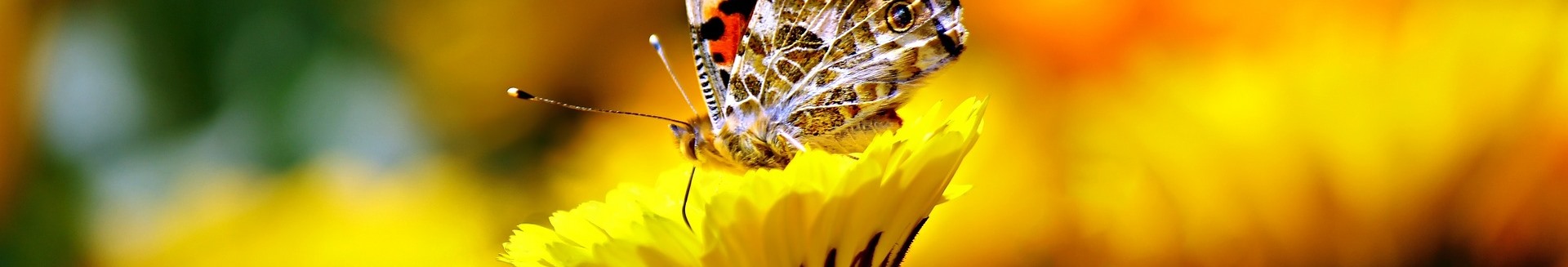 image butterfly169924_1920.jpg (95.5kB)