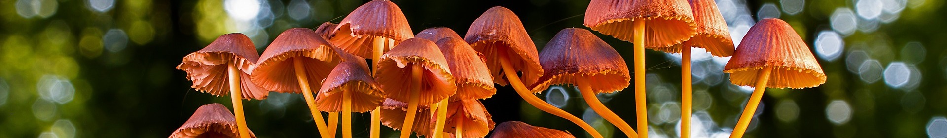 image mushroom3659165_1920__280.jpg (0.2MB)