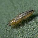 thrips
Lien vers: https://www.koppert.fr/ravageurs/thrips/