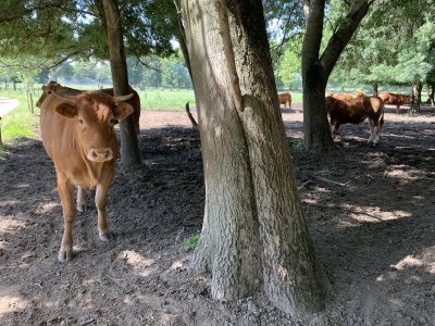 Vaches_ombre.jpg