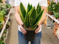 Dieffenbachia entretien : secrets pour un feuillage d&eacute;coratif &eacute;clatant