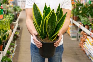 Dieffenbachia.jpg
