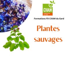 Reconnaître et utiliser les plantes sauvages comestibles