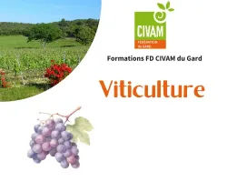 Taille douce de la vigne en place et du plantier