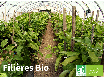 
Lien vers: Agriculture-Filieres-Bio