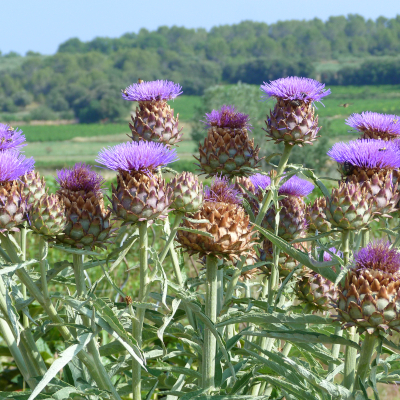 
Lien vers: Rencontres-departementales-des-jardins